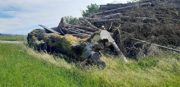 Esche Stümmel esche 1.7m Durchmesser