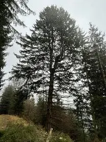 Stehendes Holz Stehendes Holz Fichte Rustikal
