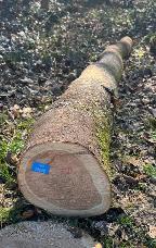 Rundholz Kirsche Hindelbank