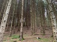 Stehendes Holz Fichte für Durchforstung