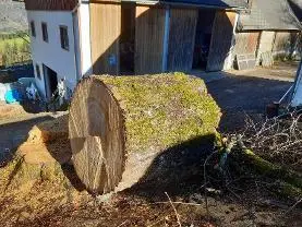 Rundholz Rundholz Sommerlinde Gesund