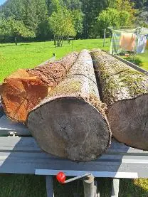 Rundholz Rundholz Linde