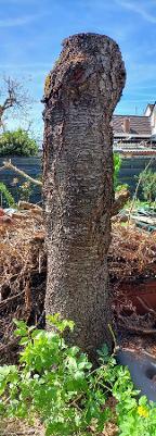 Rundholz Kirsche Hanau 