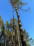 Stehendes Holz Douglasie Dimbach