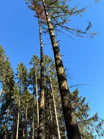 Stehendes Holz Stehendes Holz Douglasie