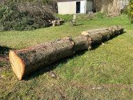 Rundholz Fichte zu verschenken (Selbstabholung) Gablitz