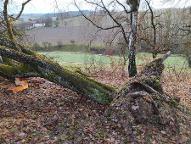 Rundholz Birne
