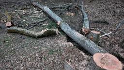 Rundholz Esche Stammware liegend für Brennholz zum Selbermachen Breitenfurt bei Wien