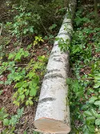 Rundholz Birke Rappottenstein