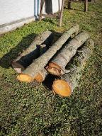 Rundholz Kirsche Dessau