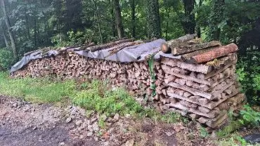 Brennholz Brennholz Esche