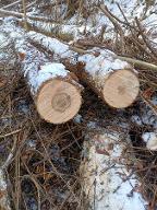 Rundholz Esche Kernesche astrein