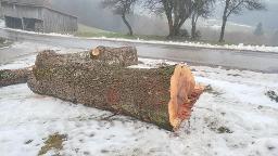 Rundholz Esche Leicht schadhafter Kern siehe Fotos Hofstetten