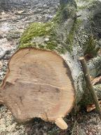 Rundholz Buche Ergoldsbach