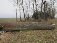 Rundholz Eiche