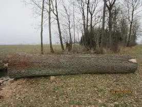 Rundholz Rundholz Eiche
