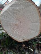 Rundholz Linde Winterlinde