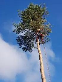 Dienstleistung Forstservice Roman Leitner (Baumabtragung/-pflege)