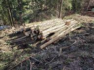 Rundholz Esche Brennholz