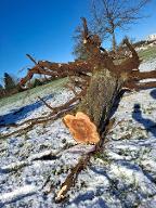 Rundholz Apfel Apfelstämme mit Stock