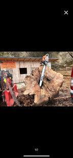 Rundholz Buche Holzscheiben oder ganzer Stamm