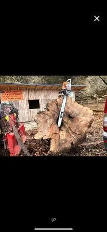Rundholz Rundholz Buche Holzscheiben oder ganzer Stamm