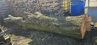 Rundholz Kirsche Wildkirschbaum Gschwandt