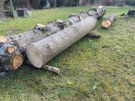 Rundholz Sonstiges Holz Blauglockenbaum (Paulownia) Gablitz