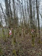 Rundholz Kirsche Gerade Stämme 6-10 m Laubach