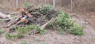 Rundholz Pflaume/Zwetschke Semriach