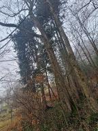 Stehendes Holz Esche