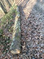 Rundholz Kirsche Stadtlauringen