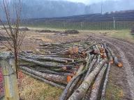 Rundholz Rundholz Esche