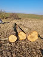 Rundholz Eiche Frauendorf