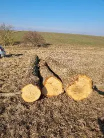 Rundholz Rundholz Eiche