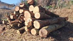 Rundholz Eiche Lange Stämme Marburg 