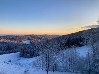 Lärche Aus Höhenlage