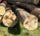 Rundholz Buche Drehwuchs Sankt Peter in der Au