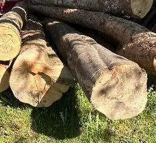 Rundholz Rundholz Buche Drehwuchs