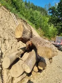 Rundholz Rundholz Sommerlinde