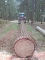 Rundholz Europäische Lärche