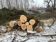 Rundholz Pappel Astrein, gerade Berg