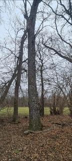 Stehendes Holz Esche, Eiche