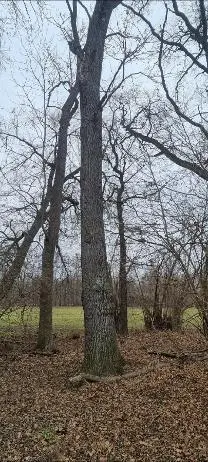 Stehendes Holz Stehendes Holz Esche, Eiche