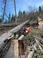 Daniel Nöckler Forstunternehmer (Aufforstung, Holzernte & Rückung, Jungwaldpflege) Schlaiten