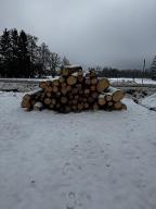 Rundholz Rundholz Fichte Frisch geschlagen, Kein Käfer