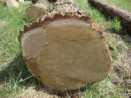 Rundholz Eiche Walding