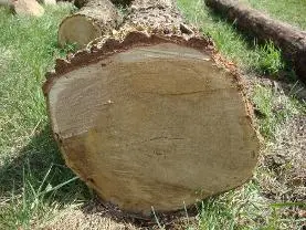 Rundholz Rundholz Eiche