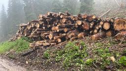 Brennholz Fichte, Lärche