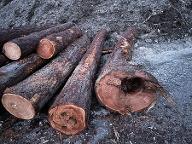 Rundholz Lärche Für Zaunpfähle bzw Brunnen Bad Eisenkappel